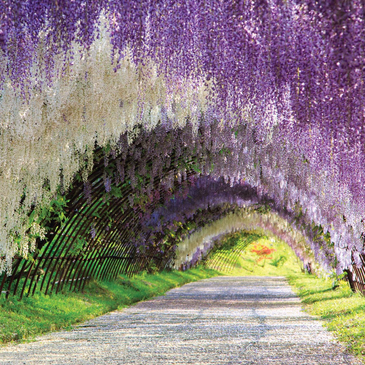 สถานที่ท่องเที่ยวในญี่ปุ่น Kawachi Wisteria Garden ฟูกุโอกะ