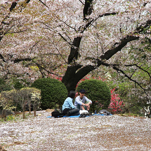 สวนสาธารณะสุมิดะ สถานที่เที่ยวโตเกียวที่สามารถรับชมดอกซากุระบานได้