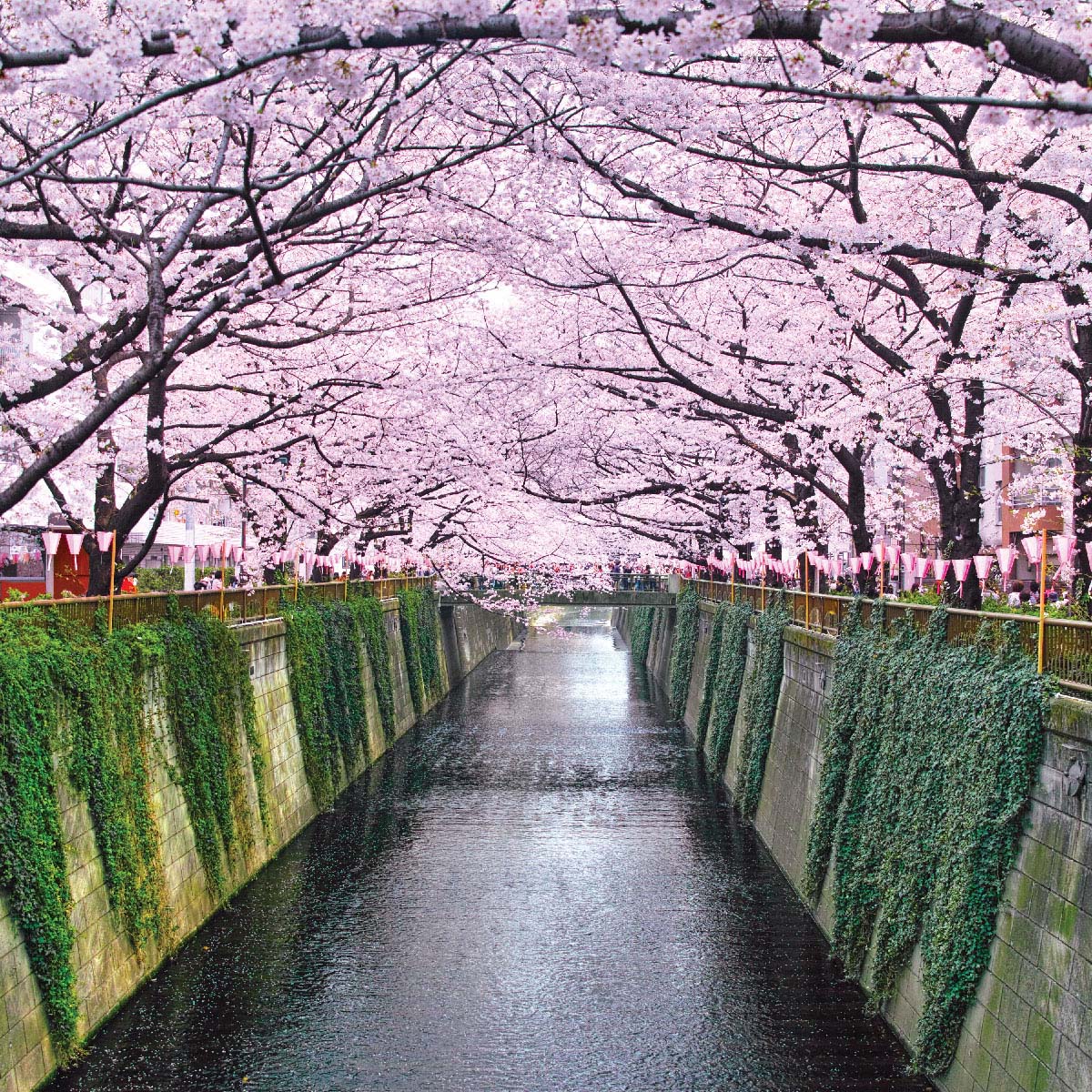 Meguro River โตเกียว สถานที่ท่องเที่ยวในญี่ปุ่น