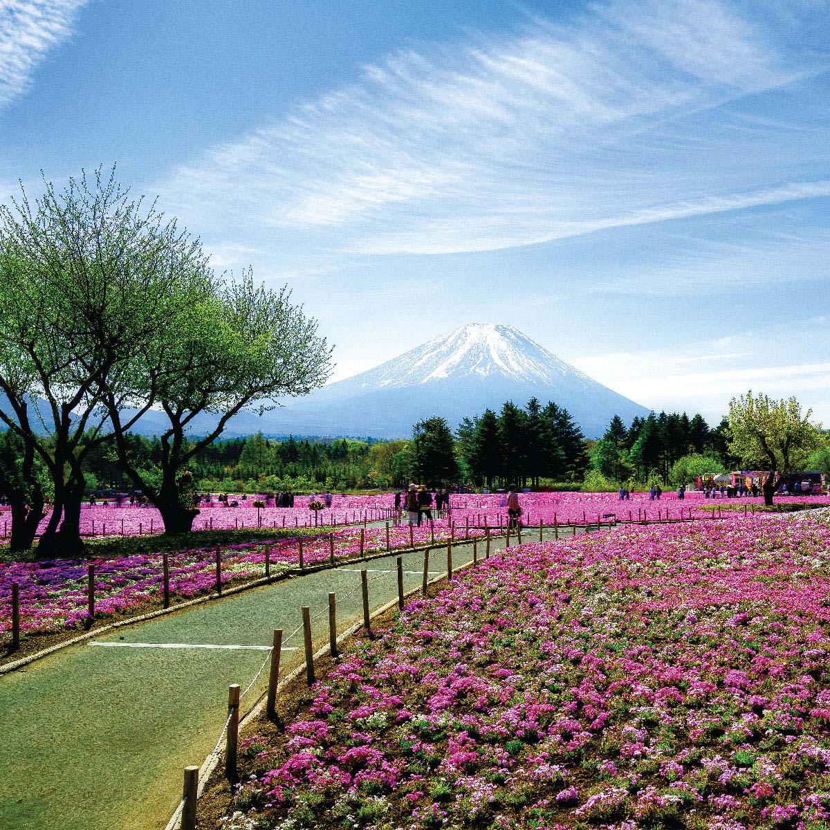 Fuji Motosuko Resort ยามานาชิ สถานที่ท่องเที่ยวประเทศญี่ปุ่น