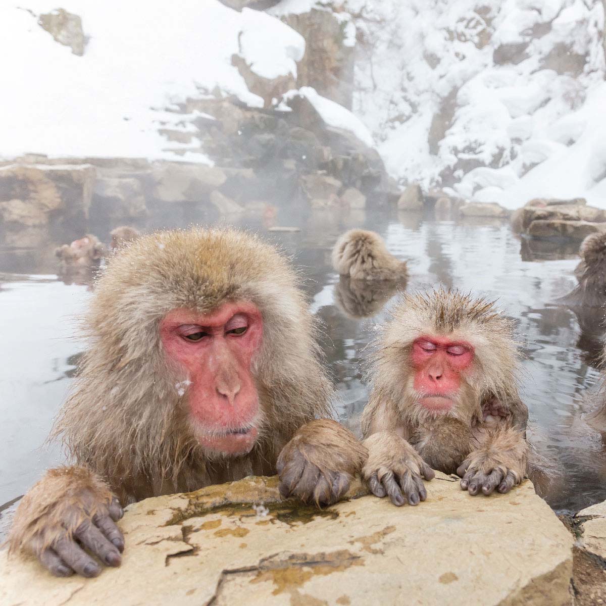 Snow Monkey Park (Jigokudani Yaen Koen) นากาโน่ สถานที่ท่องเที่ยวประเทศญี่ปุ่น