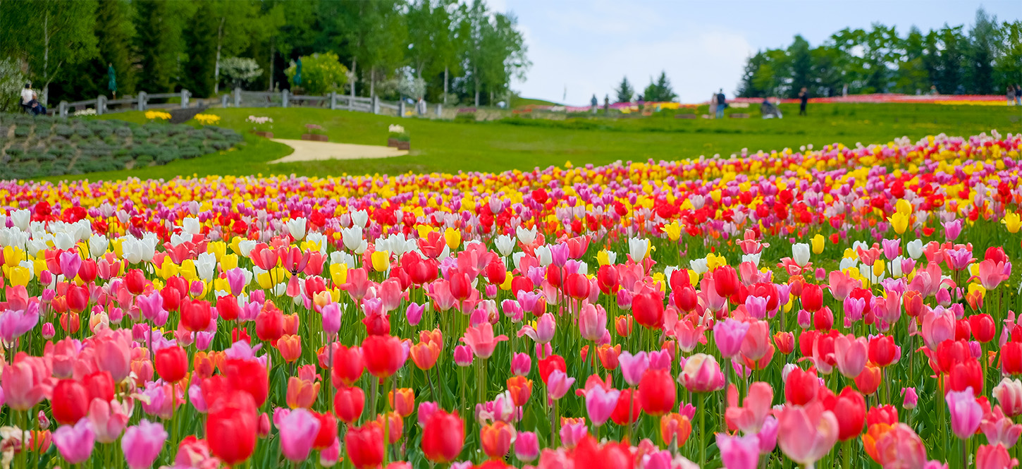 สวนสาธารณะทาคิโนะ ซุซุรันที่เที่ยวฮอกไกโดหน้าร้อนประจำเมืองซัปโปโร