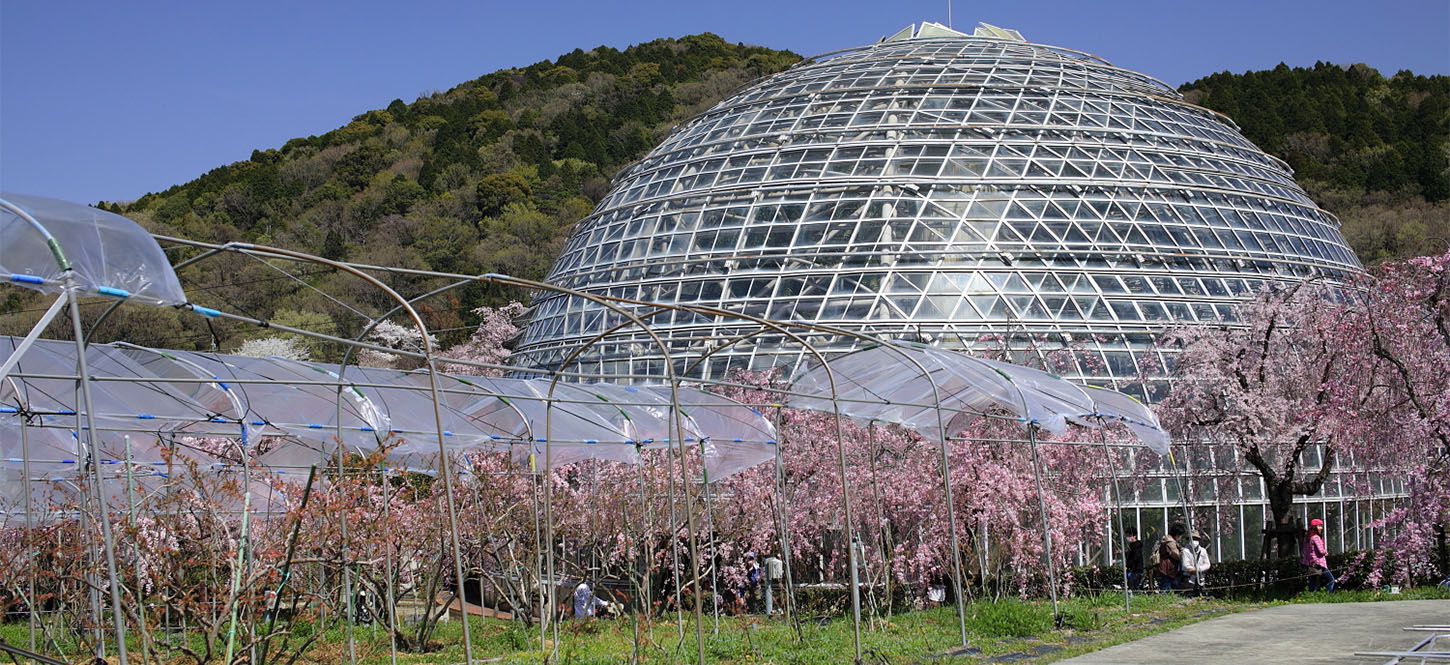 สวนผลไม้โทโกคุซังหนึ่งในที่เที่ยวนาโกย่าที่สำหรับผู้ที่ชื่นชอบผลไม้