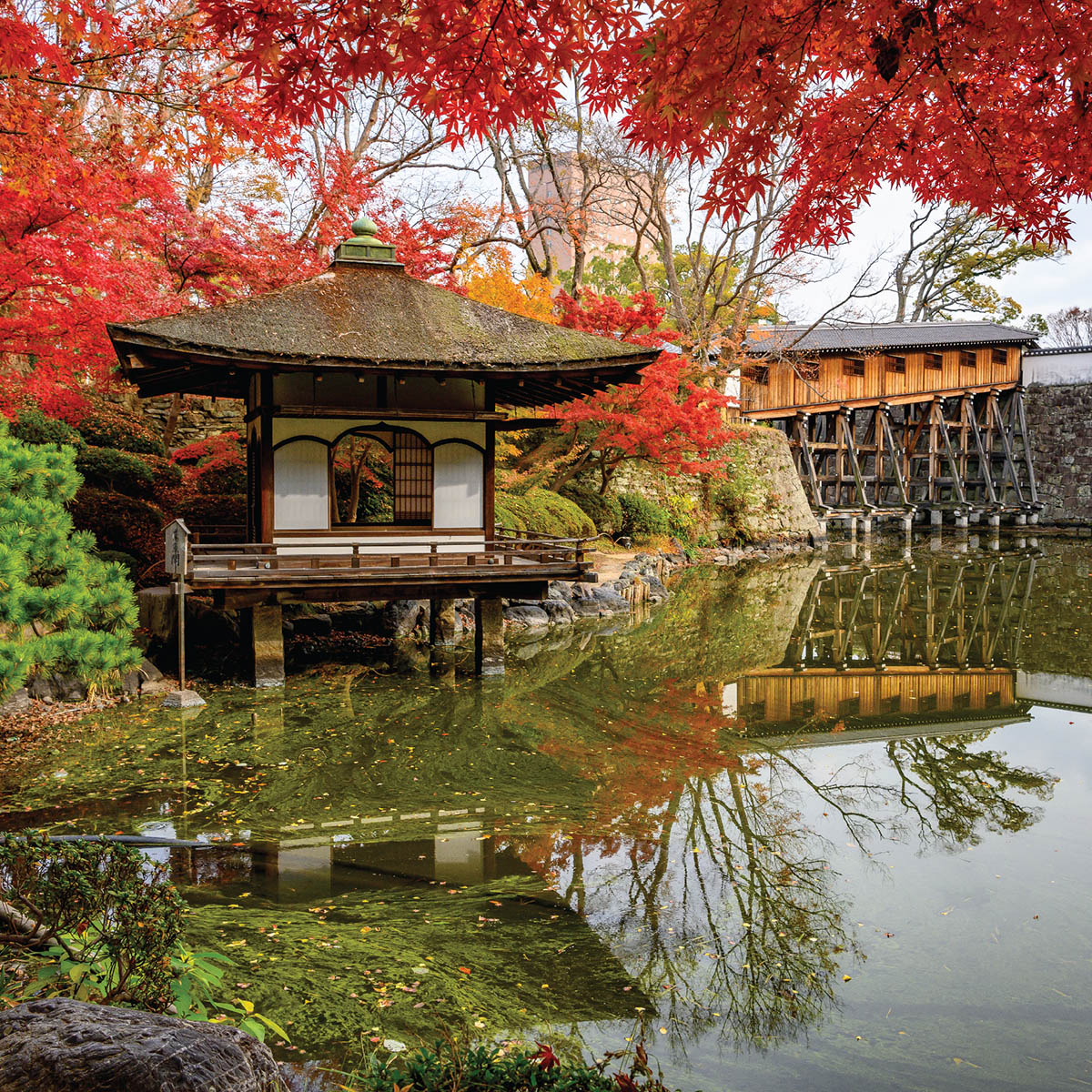 ใบไม้เปลี่ยนสีญี่ปุ่น สวนสาธารณะโมมิจิดานิ