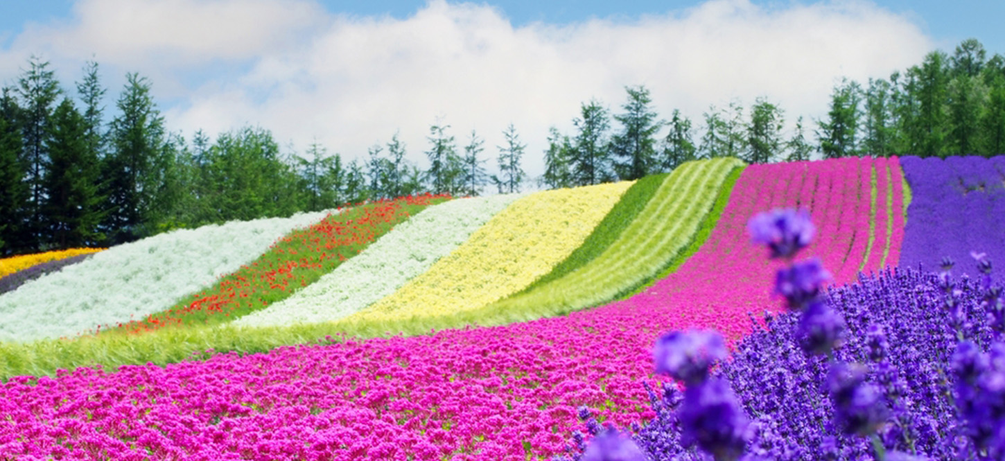 Tomita Farm ทุ่งลาเวนเดอร์ในญี่ปุ่นหน้าร้อน