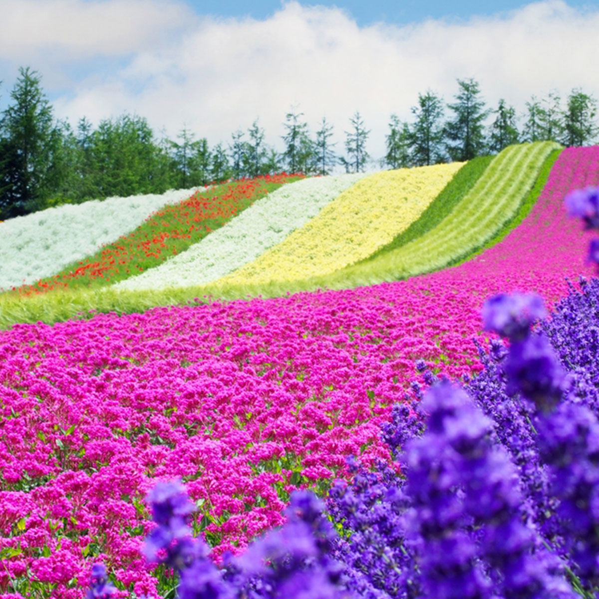 Tomita Farm ทุ่งลาเวนเดอร์ในญี่ปุ่นหน้าร้อน