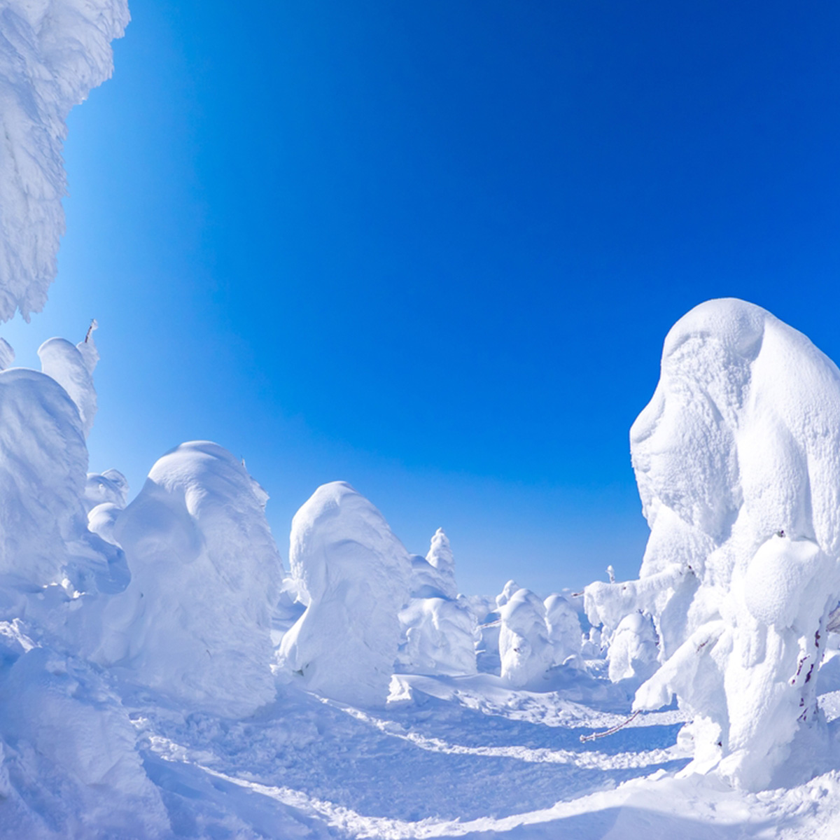 ที่เที่ยวหิมะญี่ปุ่น Zao Snow Monsters