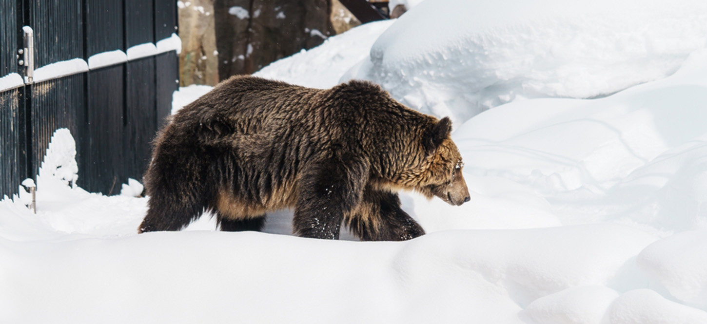 ที่เที่ยวหิมะญี่ปุ่น Asahiyama Zoo