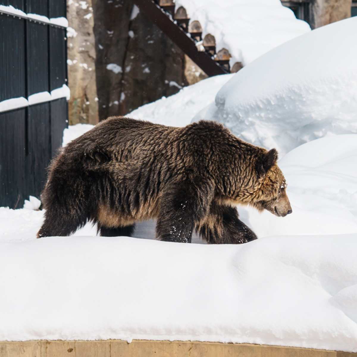 ที่เที่ยวหิมะญี่ปุ่น Asahiyama Zoo